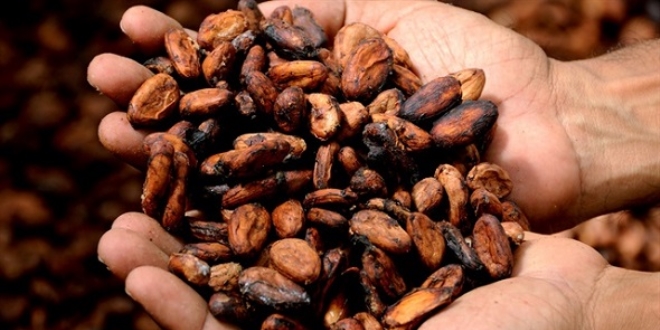 Kakaonun fiyat gram altnla yaryor