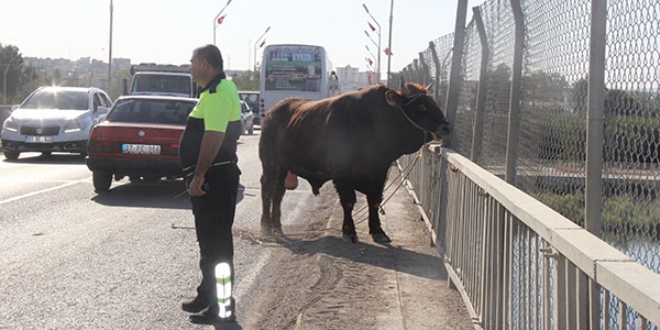 Sahibinin elinden kaan boa trafii birbirine katt