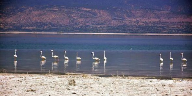 Burdur Gl'nn son konuklar flamingolar