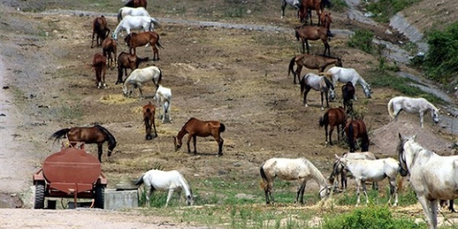Beykoz'daki atlar tahliye edilecek