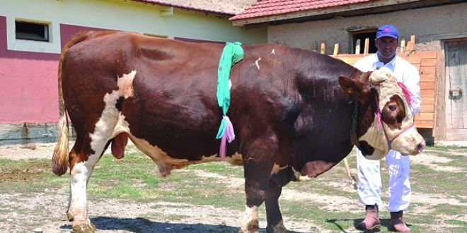 orum'da 2 tonluk 'Babayiit' sahibini bekliyor