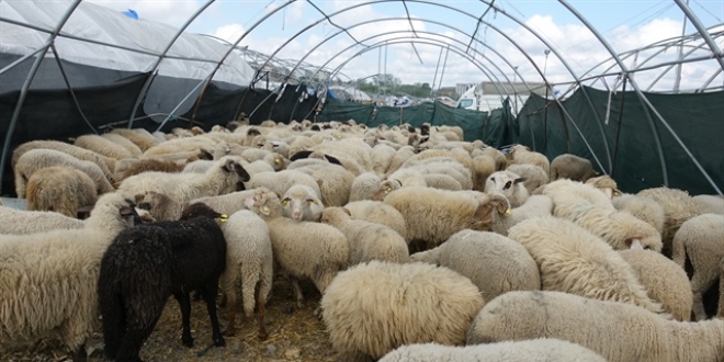 Kurban pazarlarnda fiyatlar dt