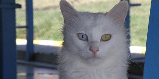'Her evde bir Van kedisi' kampanyasna ilgi artyor