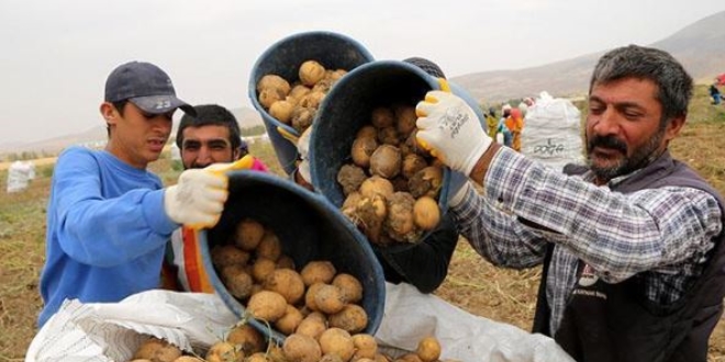Sivas'ta 7 eit yerli patates retildi