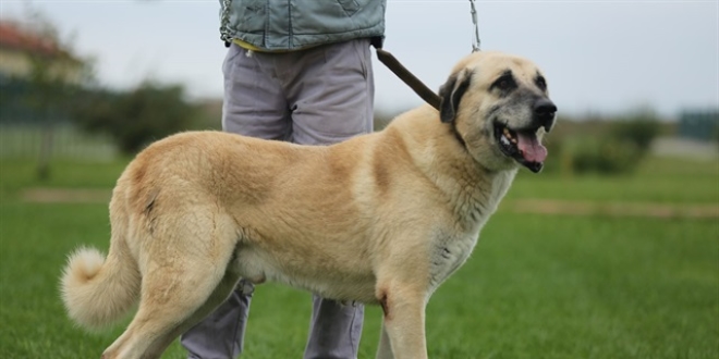 talyan koyunlar Sivas Kangal koruyacak