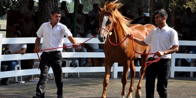 Safkan Arap kou taylar ihaleyle satlacak