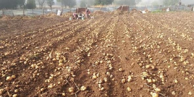 Tokat'ta beyaz patates hasad balad