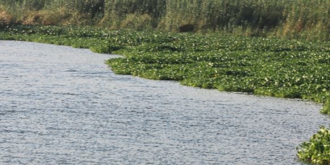 Asi Nehri'nde telef olan balklarn sebebi belli oldu