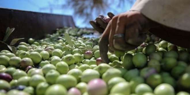 Marmarabirlik zeytin alm fiyatlar akland