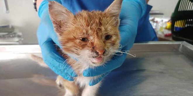 kence edilen yavru kediye belediye sahip kt