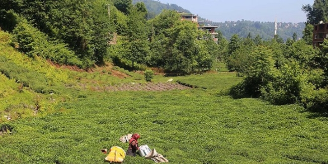 'ay kyleri' Dou Karadeniz turizmine hizmet edecek