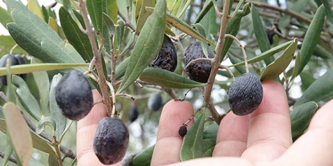 Edremit Krfezi'nde 'zeytin sinei' rekolteyi drd