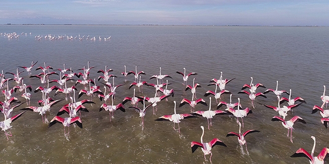 ukurova Deltas flamingolarla renklendi