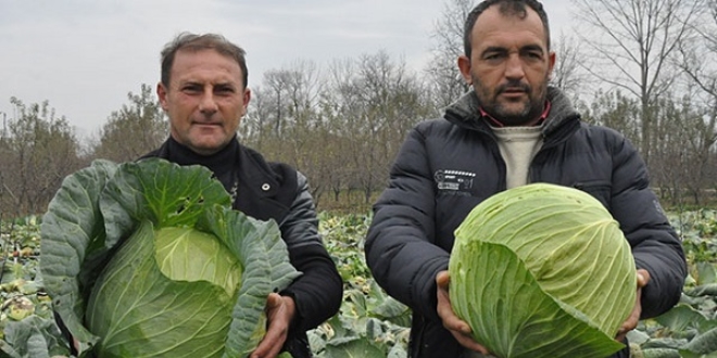 Lahanada fiyat sevindirdi, rekolte zd