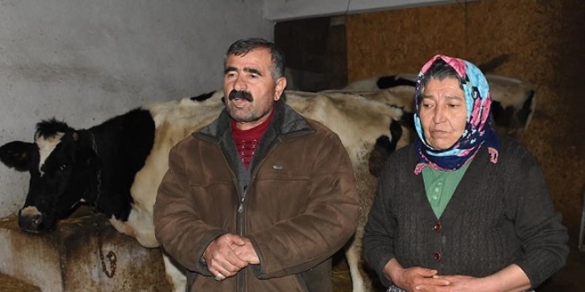Dolandrlan ehit ailesine inekleri teslim edildi