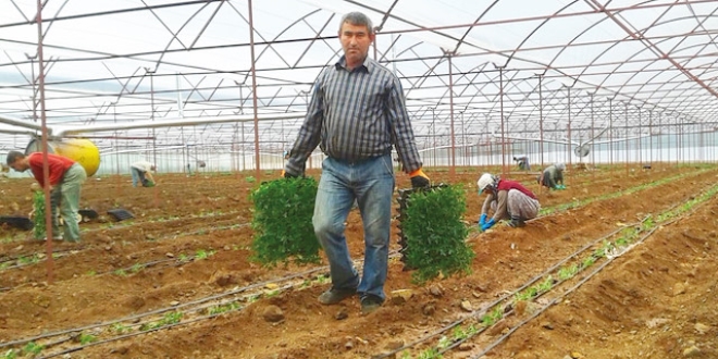 Antalya'da 4 liraya yola kan domates stanbul'da 14 lira