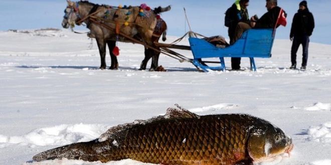 Eskimo usul avclkta sezonun en byk baln yakalad