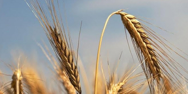 Boazii niversitesi'nden hibrid avdar i birlii