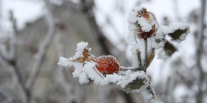 Meteoroloji'den 'zirai don' uyars- Harital