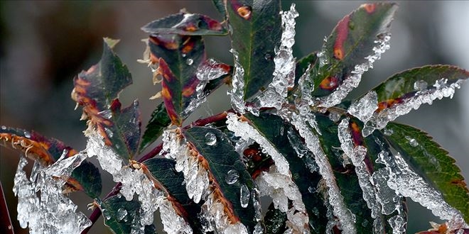 Meteorolojiden 5 il iin 'zirai don' uyars