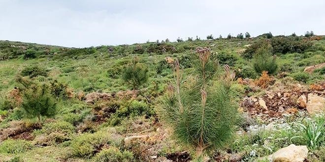 Ege'nin turizm cenneti Bozcaada 'yeil ada' oluyor