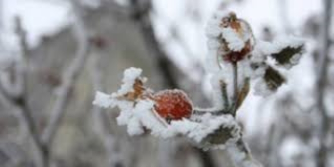 Meteorolojiden 4 il iin 'zirai don' uyars