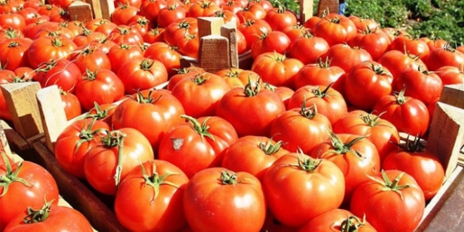 Rusya'ya ihra edilen domates geri dnmeyecek