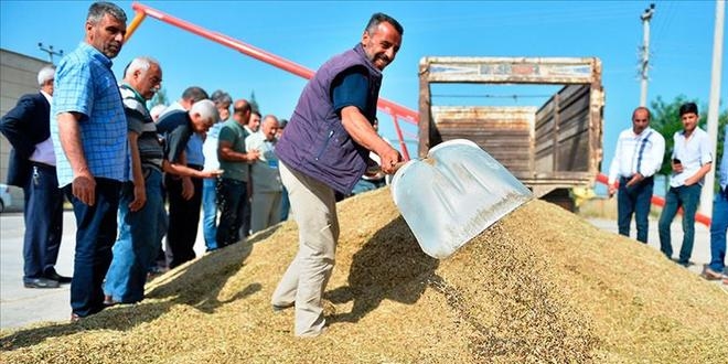 Mardin'de sezonun ilk arpa hasad yapld