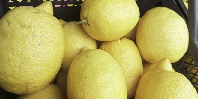 Narenciye ihracatn limon srtlad