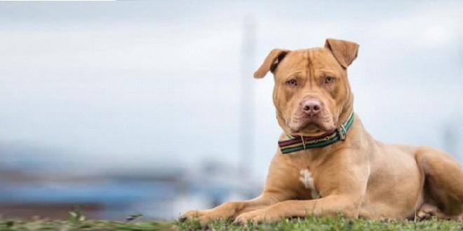 Tbmm Ye Tartisilacak Teklif Pitbull Lar Sokaga Cikabilmeli Memurlar Net