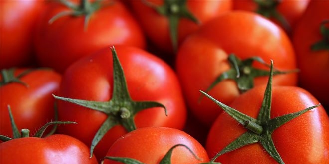 Trkiye 57 lkeye domates ihra etti