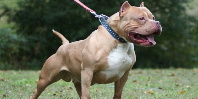 Pitbull besleyen ahsa 7 bin 802 lira ceza