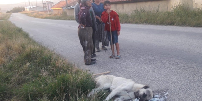 Sokak kpeklerini zehirleyerek ldrdler