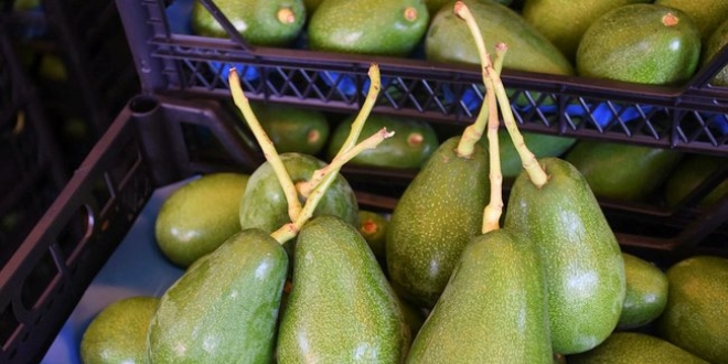 Alanya'dan Bulgaristan'a ilk kez avokado ihracat