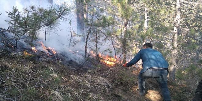 Bolu'daki orman yangnnda 5 hektarlk alan zarar grd