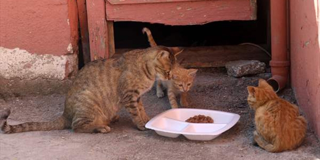 Derslere giren kedi 'Tarn' teneffslerde yavrularyla ilgileniyor