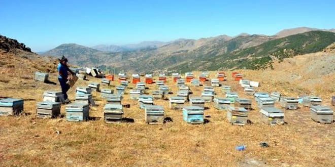 Terrden temizlendi, bal retim merkezi oldu