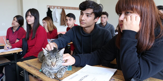 Bu kedi ders dinleyip kitap okuma saatine katlyor