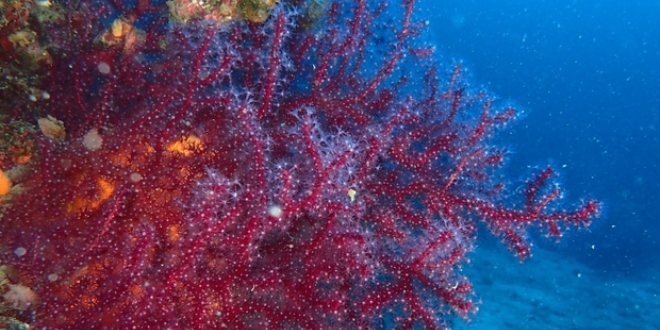 Edremit'teki krmz mercanlar koruma altna alnacak