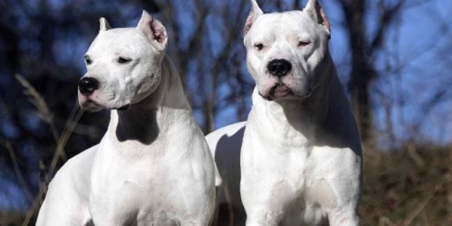 'Dogo Argentino artk serbest' haberi yalanland