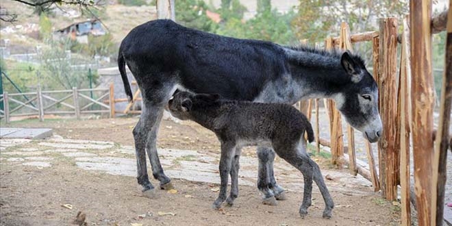 'Spa'nn ismini sosyal medya takipileri belirledi