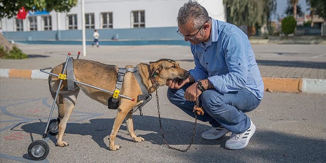 Mehmet retmen sakat hayvanlara 'ayak' oluyor