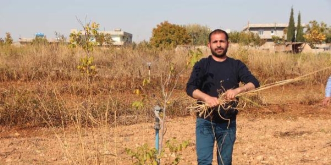 Mevsimlik iiydi, ngiltere'de patron oldu