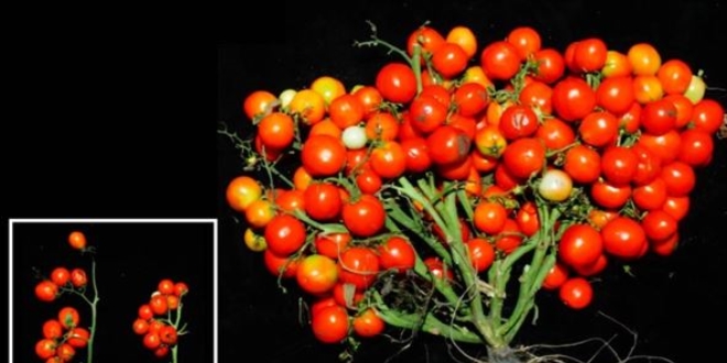 Uzayda bile yetitirilebilecek salkm salkm domates
