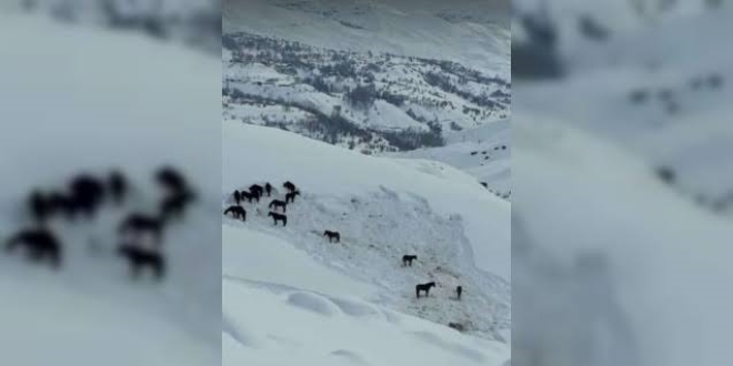 Kara kta a kalan atlara Hakkari Valilii sahip kt