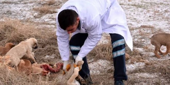 lme terk edilen kpeklere Belediye sahip kt