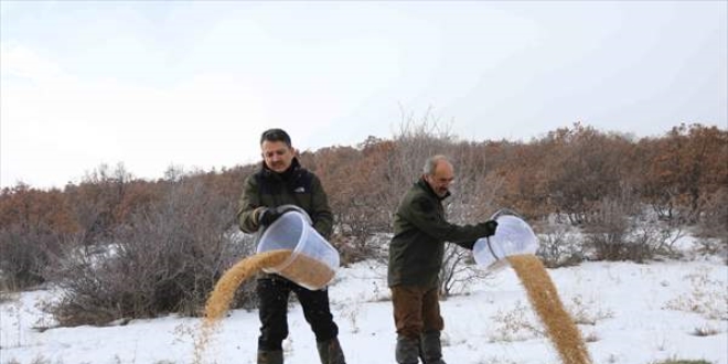 Bakan Pakdemirli yaban hayvanlarn yemledi