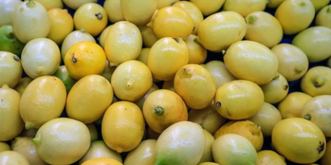 Limon ihracat n izne baland