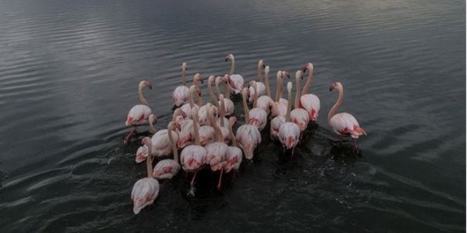 Flamingolarn uzun sreli dostluklar kurduu ortaya kt