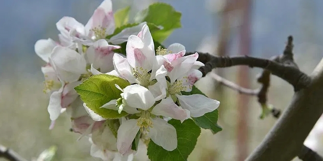 Isparta'da elma aalar iek at